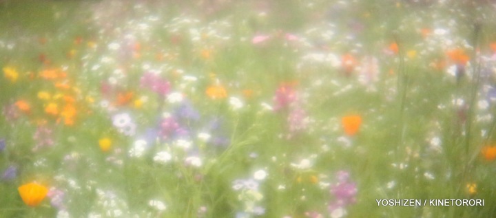 Instant Meadow(2)A09A1255