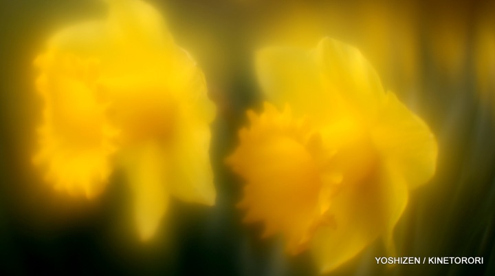 Daffodil-4-A09A6653